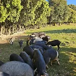 Ferme U Cantu D'adelio * Olivese
