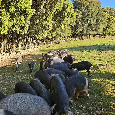 Ferme U Cantu D'adelio * Olivese