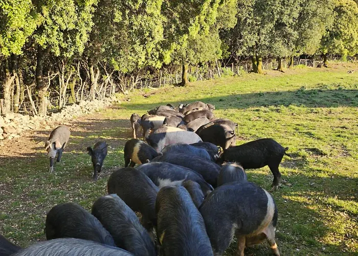 Ferme U Cantu D'adelio * Olivese
